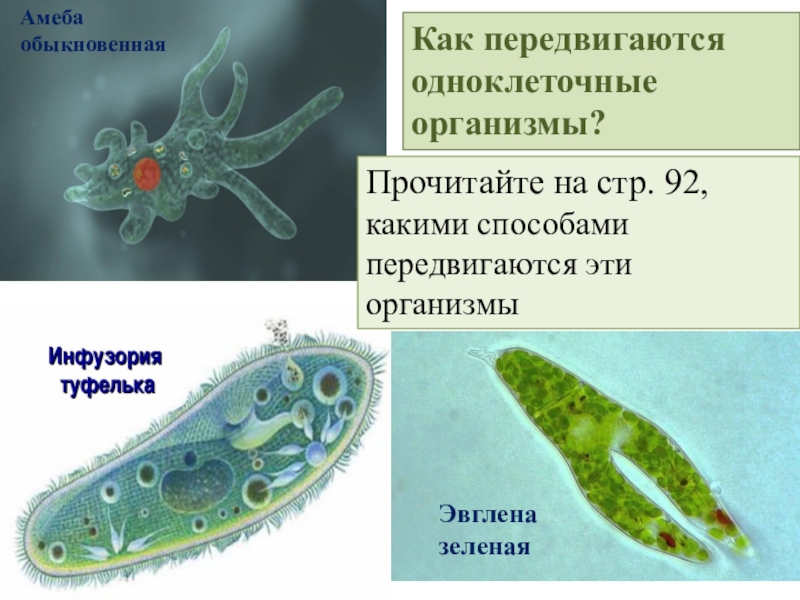 Выберите организмы. Одноклеточные организмы амеба. Движение одноклеточных организмов. Передвижение одноклеточных. Передвижение одноклеточных организмов.