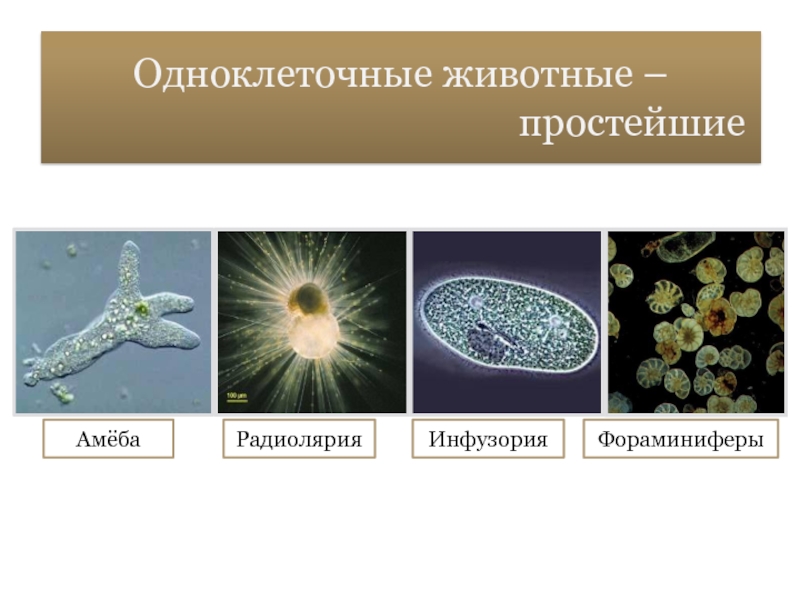 Какой тип питания характерен для амебы обыкновенной изображенной на рисунке 1