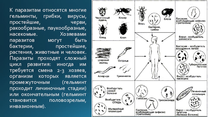 Заболевания простейших животных. Паразиты человека микробы вирусы бактерии. Простейшие паразиты. Вирусы являются паразитами. Бактерии вирусы простейшие.