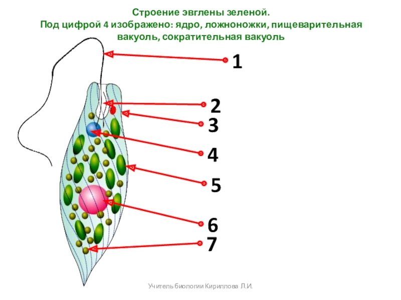 Схема эвглены зеленой