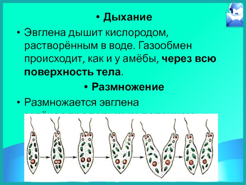 Простейшие дышат. Дыхание эвглены зеленой кратко. Выделение эвглены. Выделение эвглены зеленой. Дыхание эвглены зеленой.