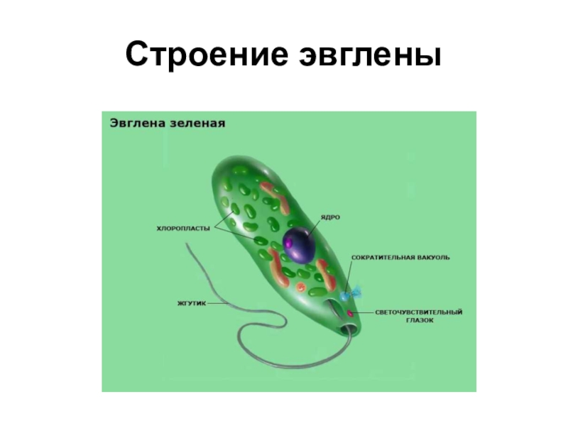 Питание эвглены зеленой