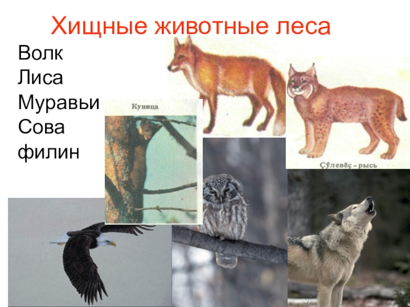 Хищники примеры 3. Хищные Лесные животные. Хищные животные по типу питания. Название хищных животных. Хищные животные волк лиса.