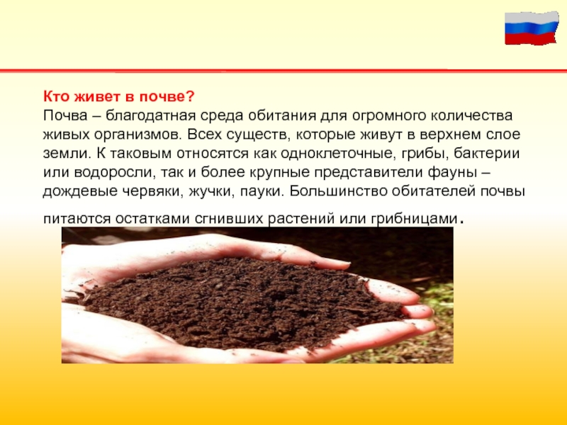 Где живет почва. Почва презентация. Что такое почва 3 класс. Проект почва. Почва 5 класс.