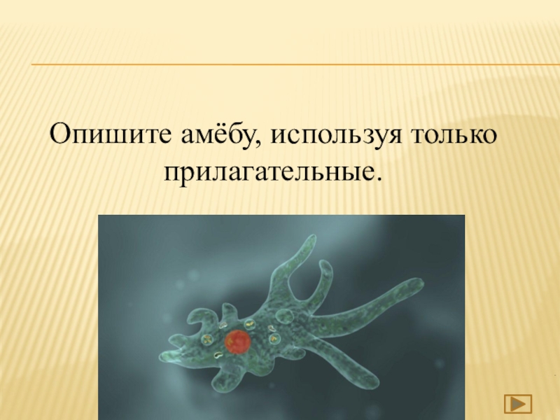 Амеба обыкновенная. Амеба царство. Форма тела амебы. Описать амебу. Раздражимость амебы.