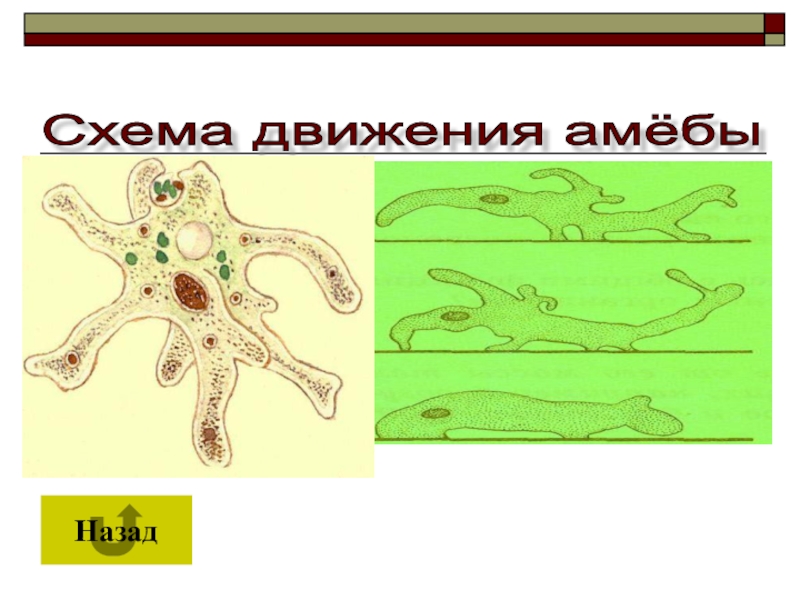 Передвижение амебы. Схема передвижение амебы. Передвижение амебы обыкновенной. Амёба обыкновенная переджвижение. Амеба передвигается.