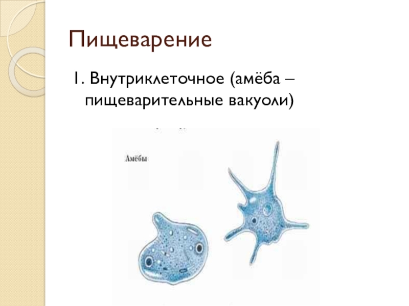 Внутриклеточное пищеварение. Пищеварительная вакуоль амебы. Амёба обыкновенная пищеварительная вакуоль. Пищеварительная вакуоль амебы функции. Форма тела амебы.