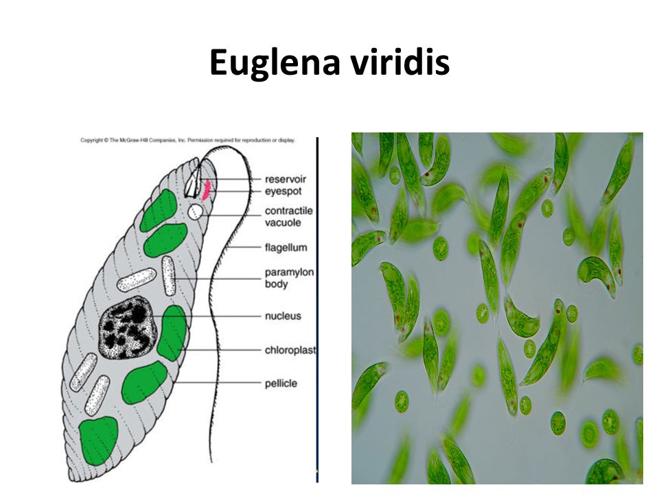 Euglena+viridis