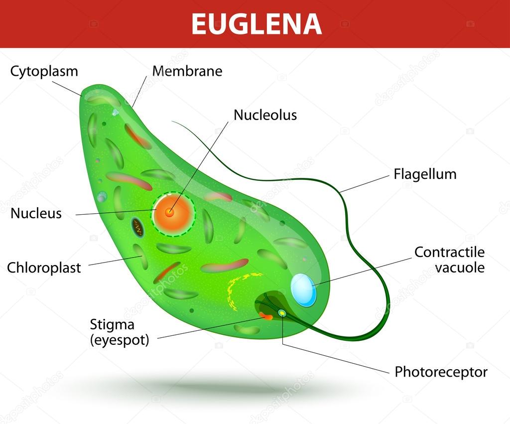 depositphotos 33351443 stock illustration structure of a euglena