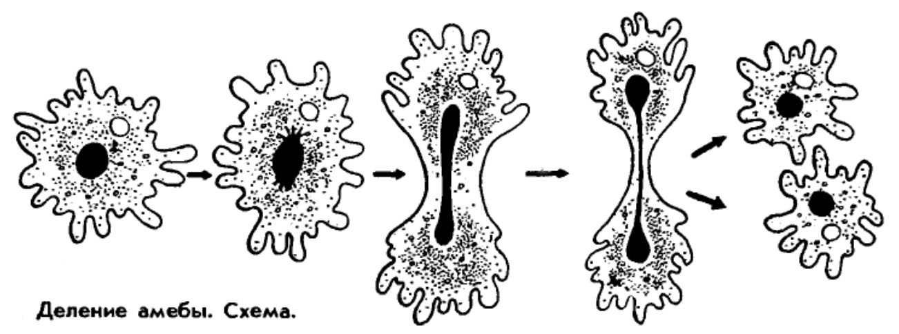Какой процесс жизнедеятельности амебы изображен на рисунке