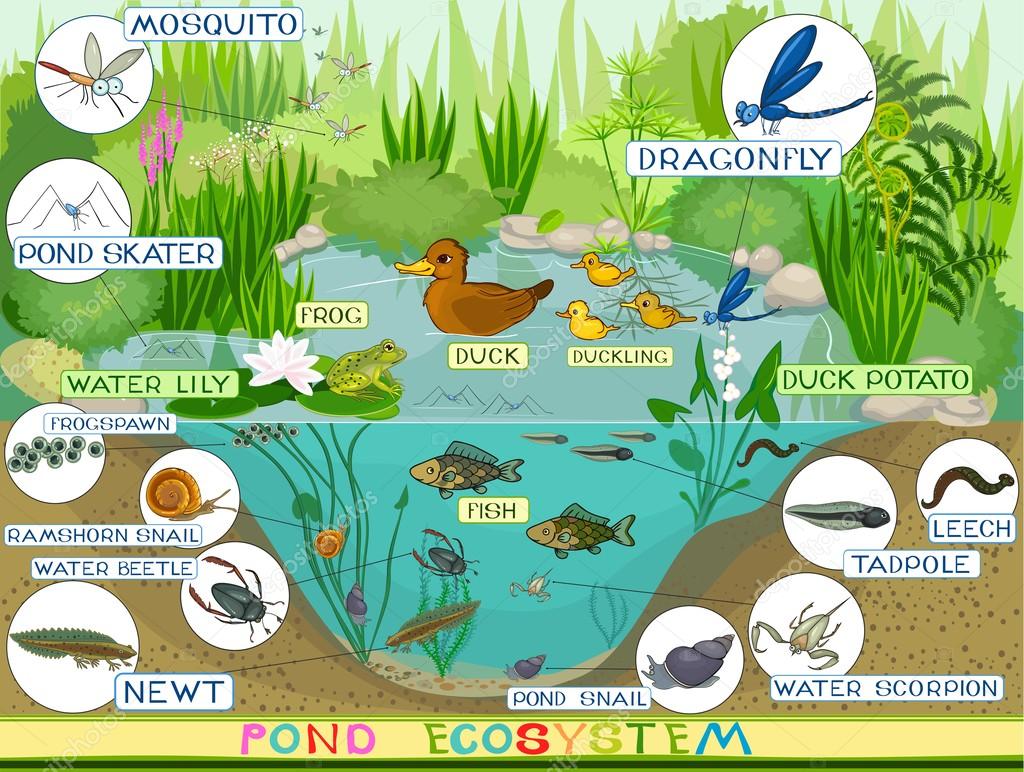 Экосистема пруда