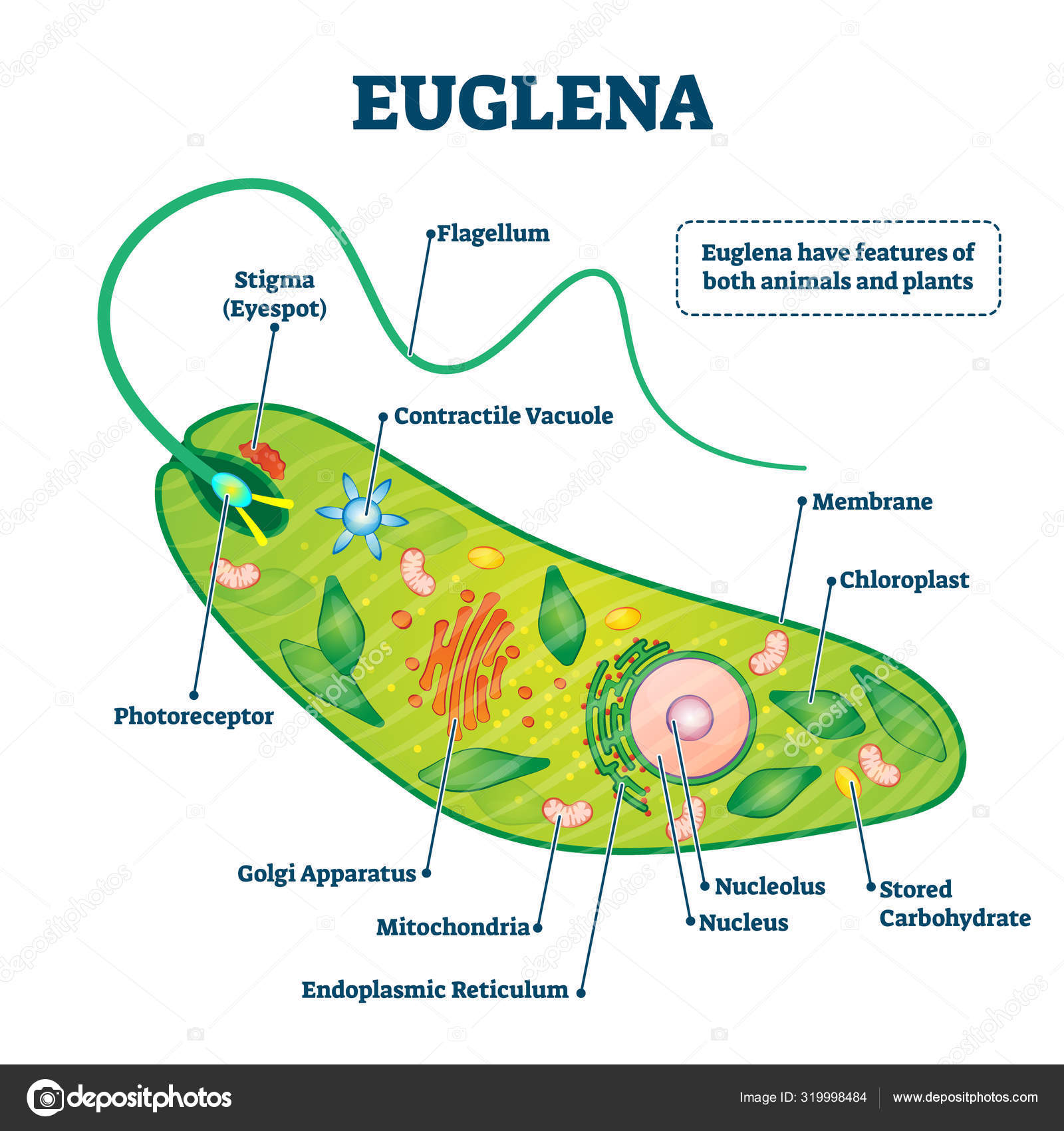 depositphotos 319998484 stock illustration euglena vector illustration labeled microorganism