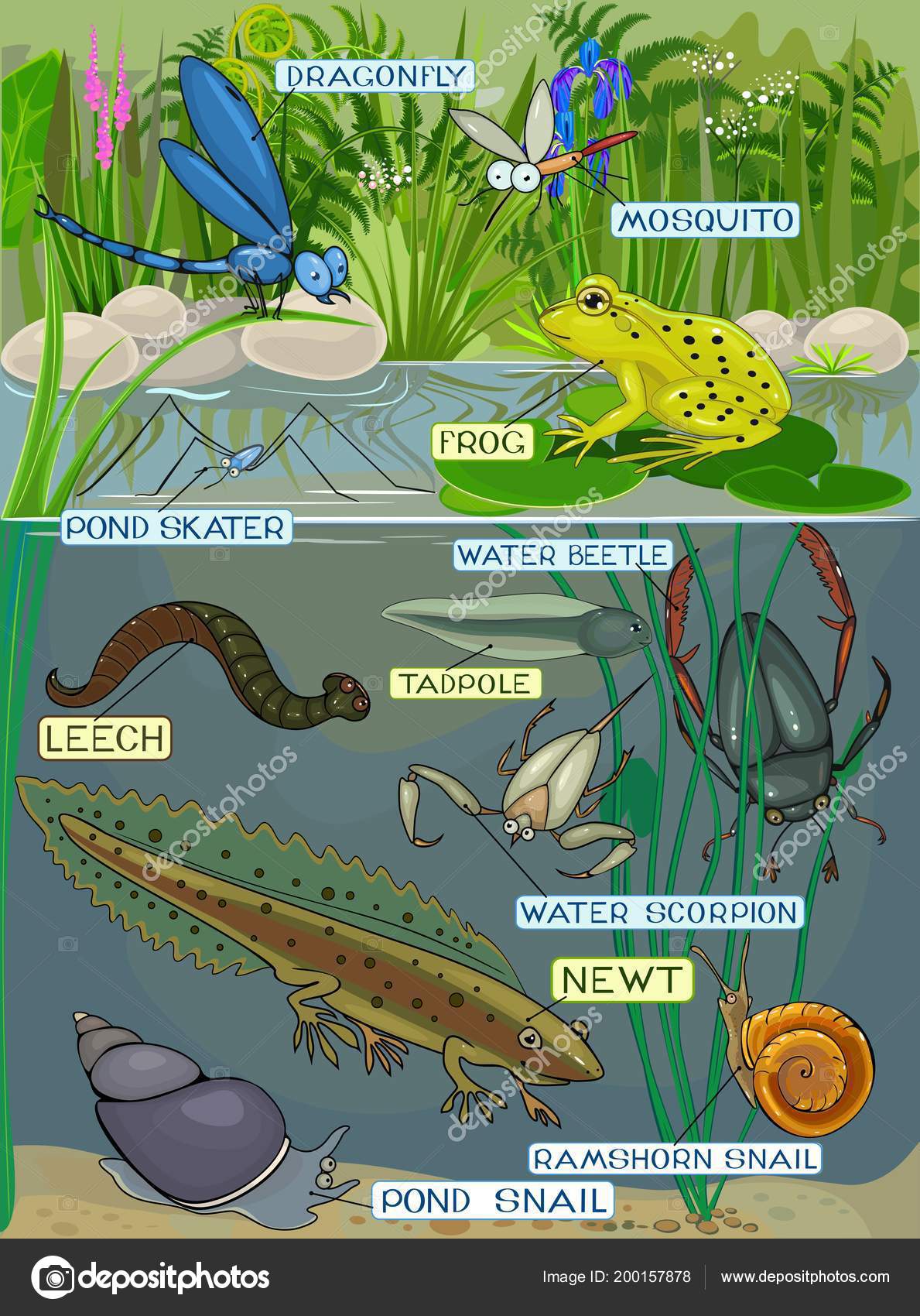 Экосистема пруда
