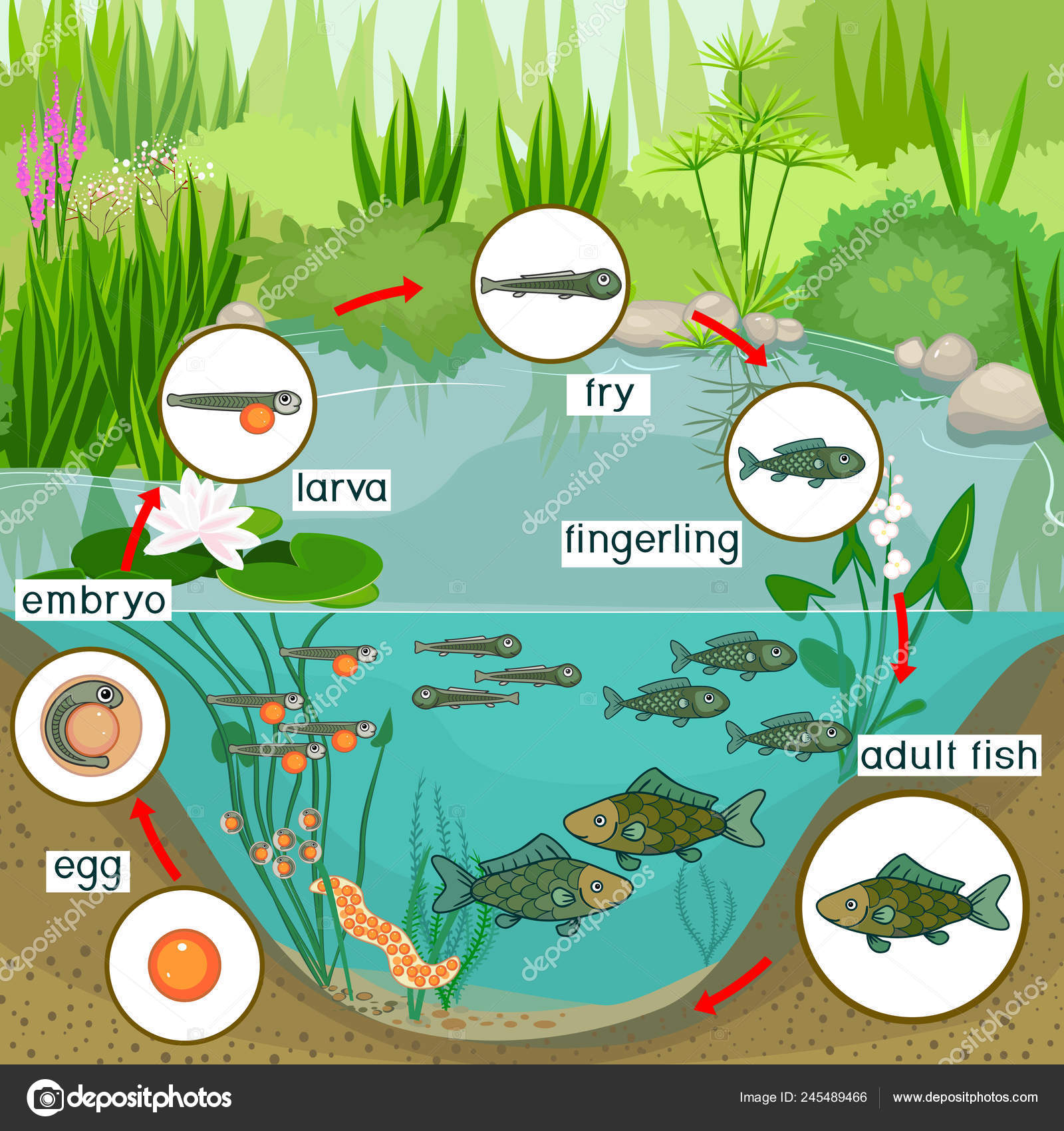 Математика в пруду. Экосистема пруда. Экосистема биогеоценоз пруда. Экосистемы для дошкольников. Биогеоценоз пресноводного водоема.