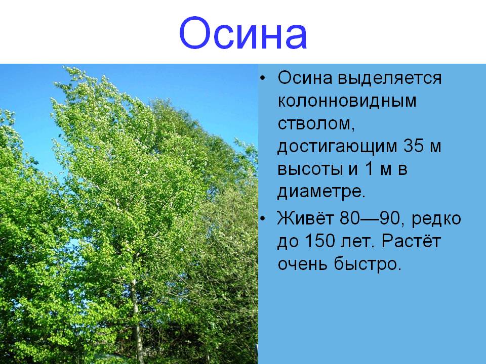Деревья курской области описание и фото