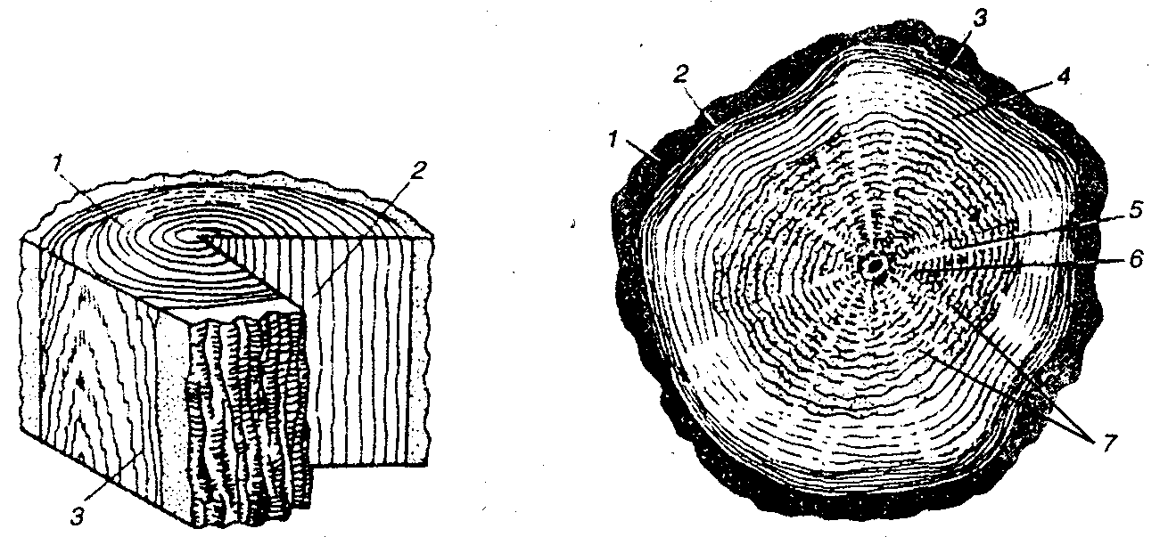 Особенности строения древесины. Тангентальный разрез древесины. Тангентальный срез древесины. Тангентальный разрез древесины сосны. Поперечный радиальный тангентальный разрез древесины.