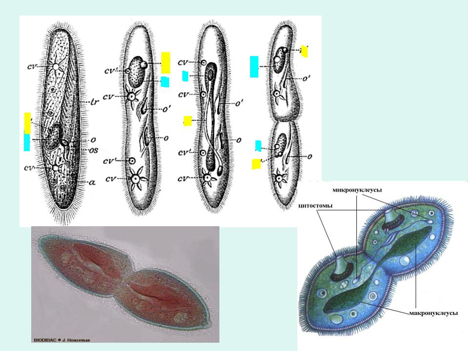 Деление инфузории. Жизненный цикл инфузории. Ресничные инфузории размножение. Тип инфузории (Ciliophora). Микронуклеусы инфузории туфельки.