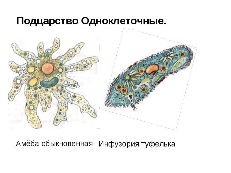 Одноклеточные организмы рисунок с подписями 5 класс