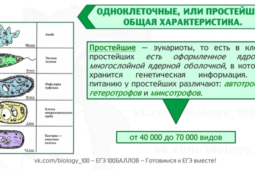 Презентация простейшие биология егэ