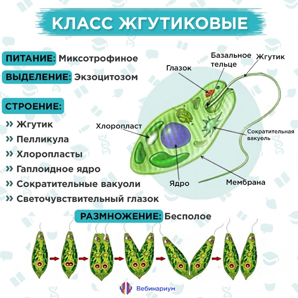 Какие структуры клетки зеленой эвглены обозначены на рисунке цифрами 1 2 3