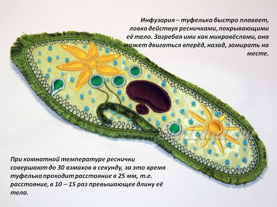 Рассмотрите рисунки микропрепарата инфузории туфельки. Инфузория туфелька 5 класс биология. Одноклеточные инфузория туфелька. Простейшие биология 5 класс инфузория туфелька. Одноклеточное животное инфузория туфелька.