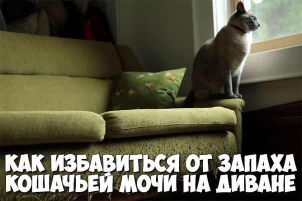 Удаление кошачьей мочи с дивана