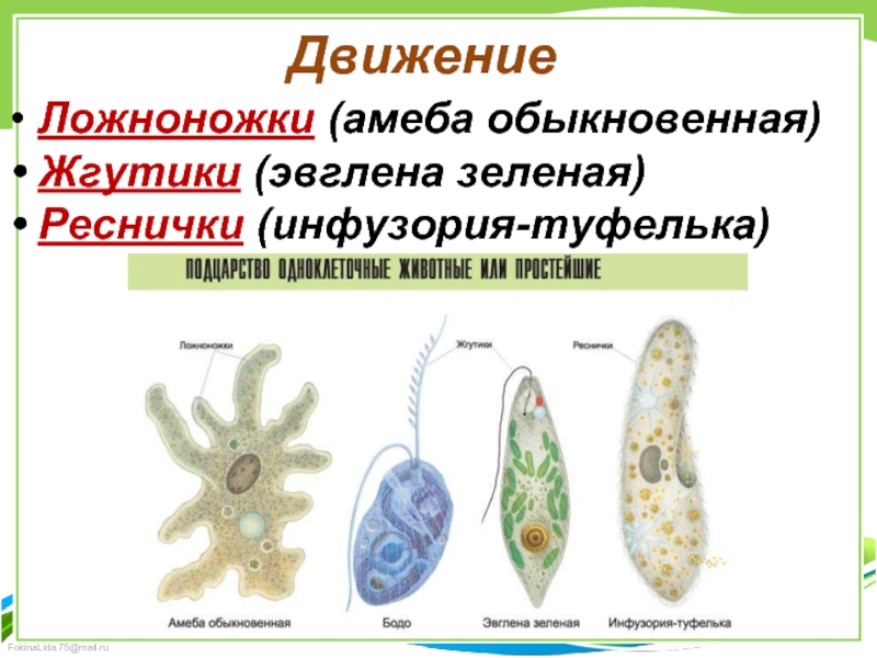 Амеба эвглена инфузория