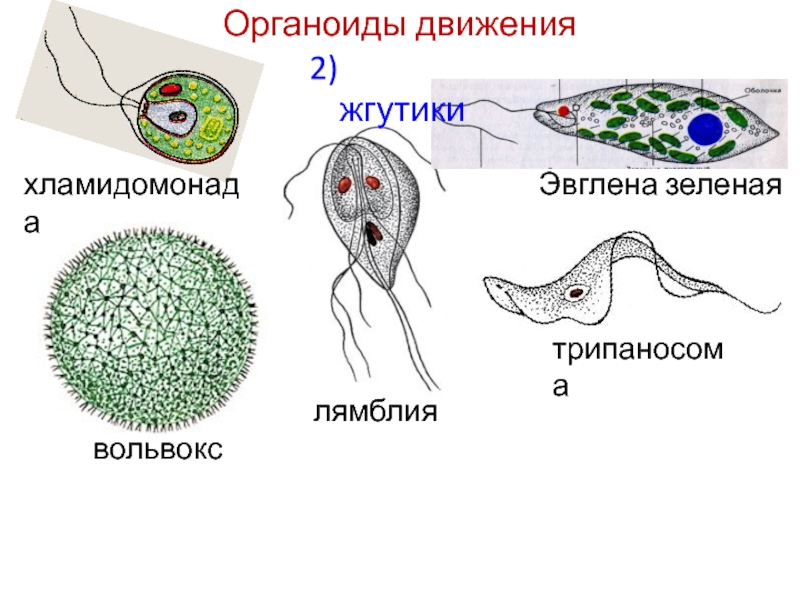 Строение жгутиконосцев