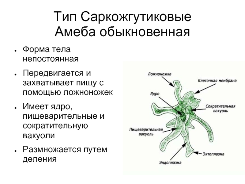 Амеба обыкновенная