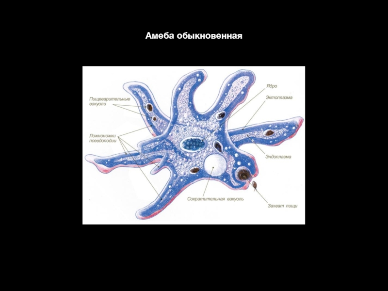 Амеба простейшая. Эктоплазма амеба обыкновенная. Амёба обыкновенная пищеварительная вакуоль. Амеба обыкновенная строение организма. Ядро амебы обыкновенной.