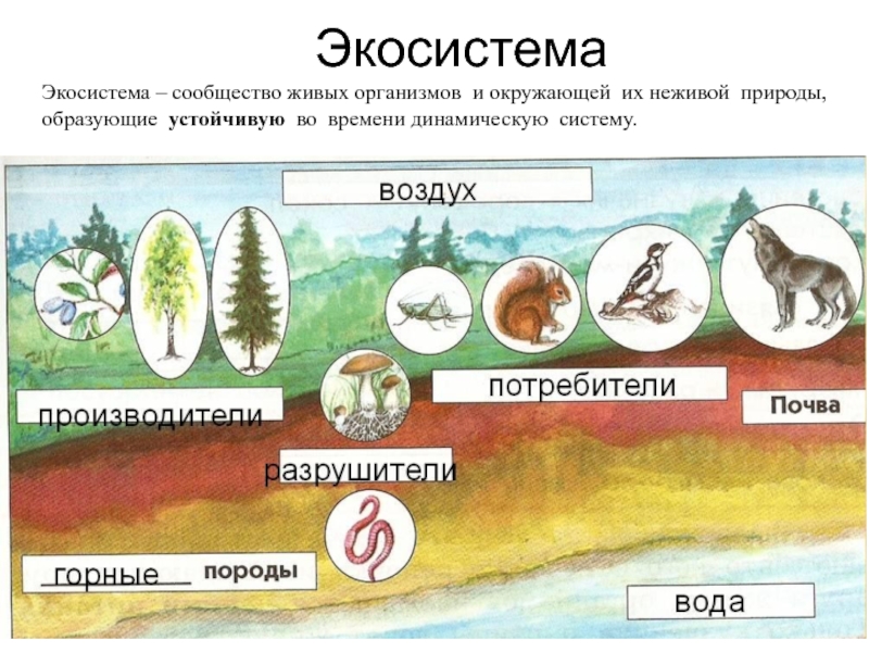 Проект закрытая экосистема