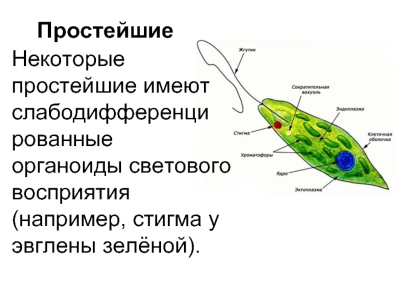 Органоиды содержащие хлорофилл