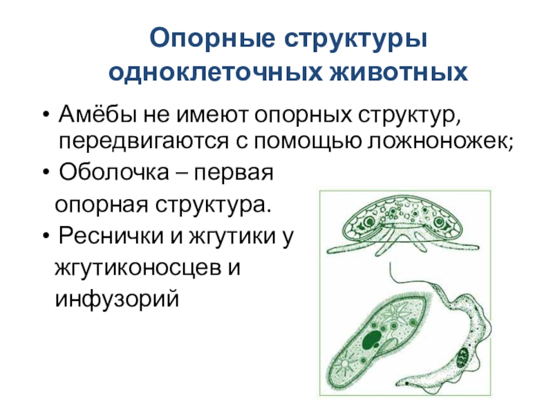 Какова роль одноклеточных организмов. Примеры одноклеточных животных. Одноклеточные животные примеры. Одноклеточные животные 5 класс. Строение одноклеточных организмов.