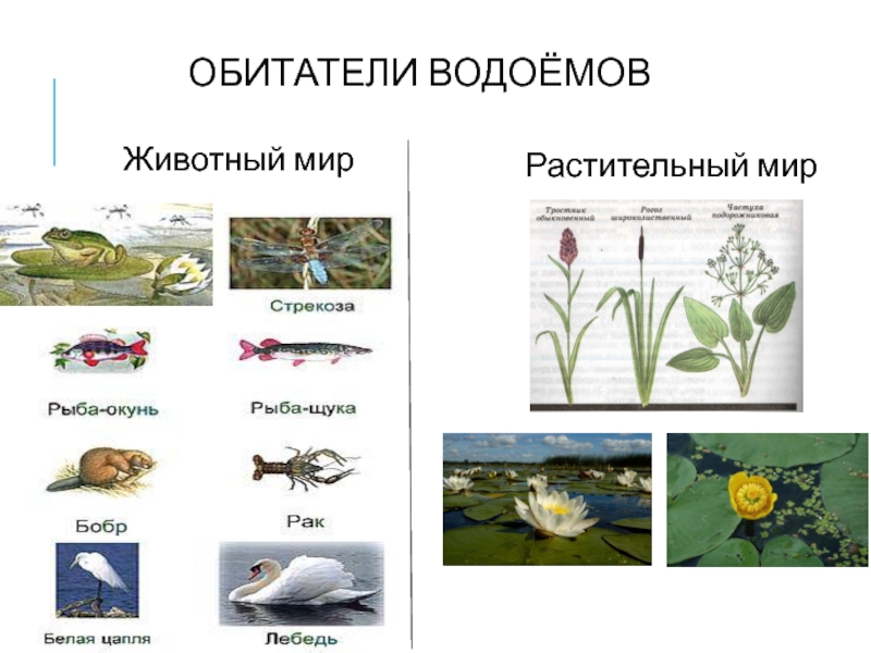 Сообщество пресных вод 4 класс окружающий мир по плану