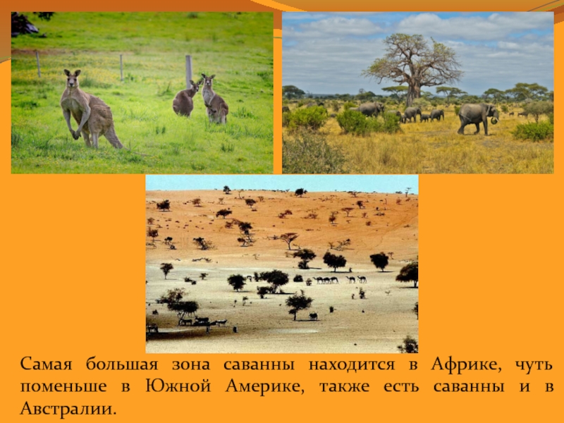 Саванна презентация. Зона саванн Африки животные. Доклад о животном саванны. В какой из указанных природных зон саванны