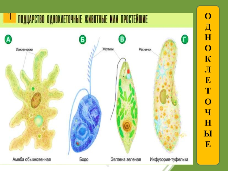 Органоиды движения. Амеба инфузория туфелька эвглена зеленая. Амеба и инфузория. Инфузория туфелька амеба и эвглена. Амеба и инфузория туфелька.