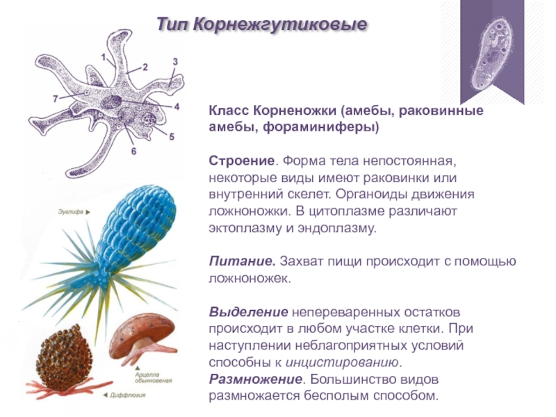 Каких животных объединяют в группу корненожки составить план ответа об особенностях амебы