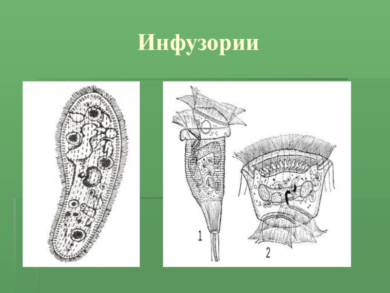 Виды инфузорий картинки