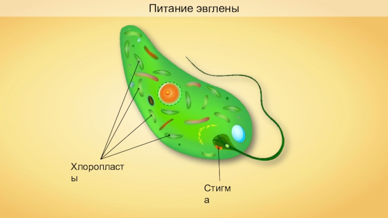 Как называется структура организма эвглены зеленой изображенная на рисунке под цифрой 2