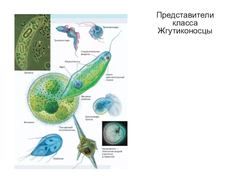 Представитель класс жгутиков. Жгутиконосцы представители. Класс жгутиконосцы представители. Паразитические представители класса жгутиковые. Представители жгутиконосцев 7 класс.