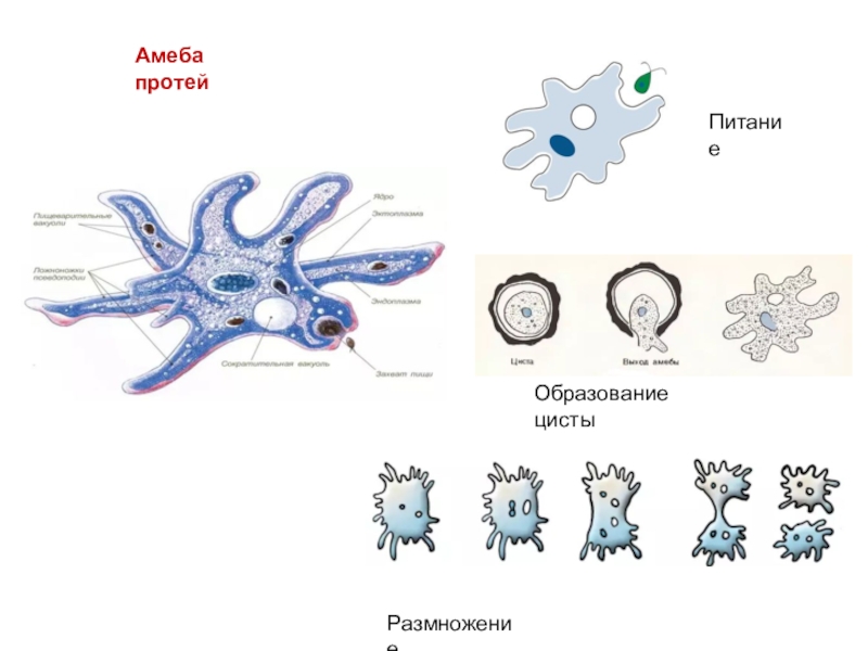 Какой процесс жизнедеятельности амебы изображен на рисунке