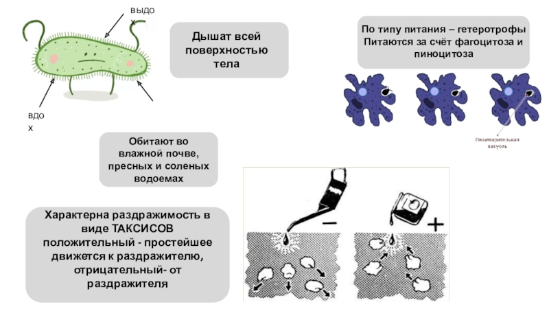 Таксис. Таксисы у простейших. Таксисы у одноклеточных. Таксис положительный и отрицательный. Фототаксис у простейших.