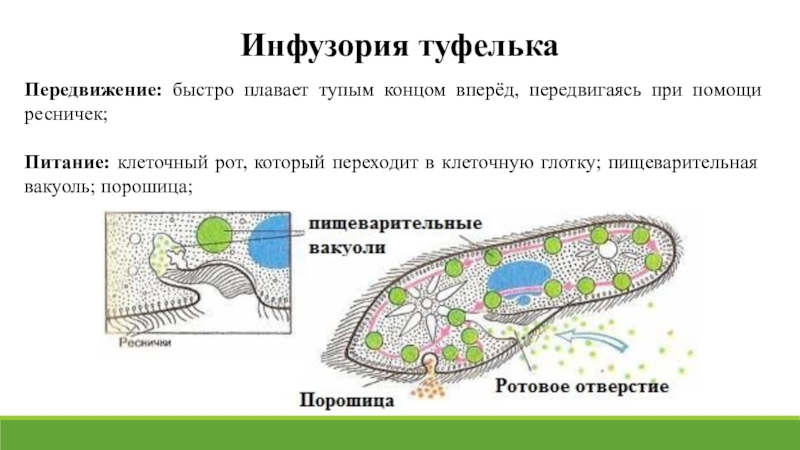 Питание туфельки. Инфузория туфелька порошица. Инфузория туфелька питание. Порошица у инфузории. Порошица у инфузории туфельки это.