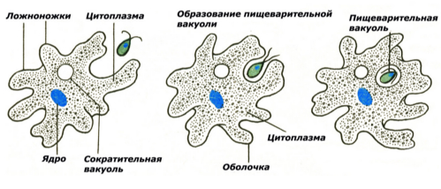 Питание амебы схема