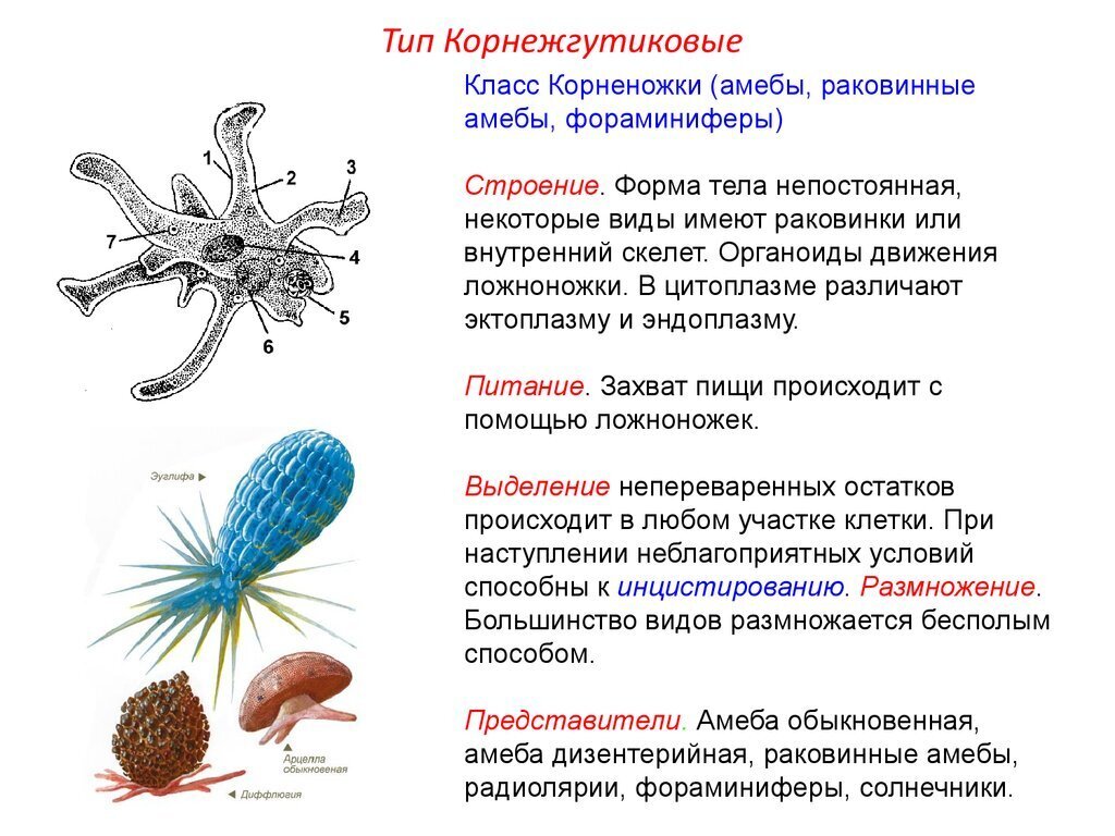 Амеба систематика. Тип корненожки строение. Корненожки представители среда обитания. Раковинные корненожки строение. Простейшие животные строение раковинная амеба.