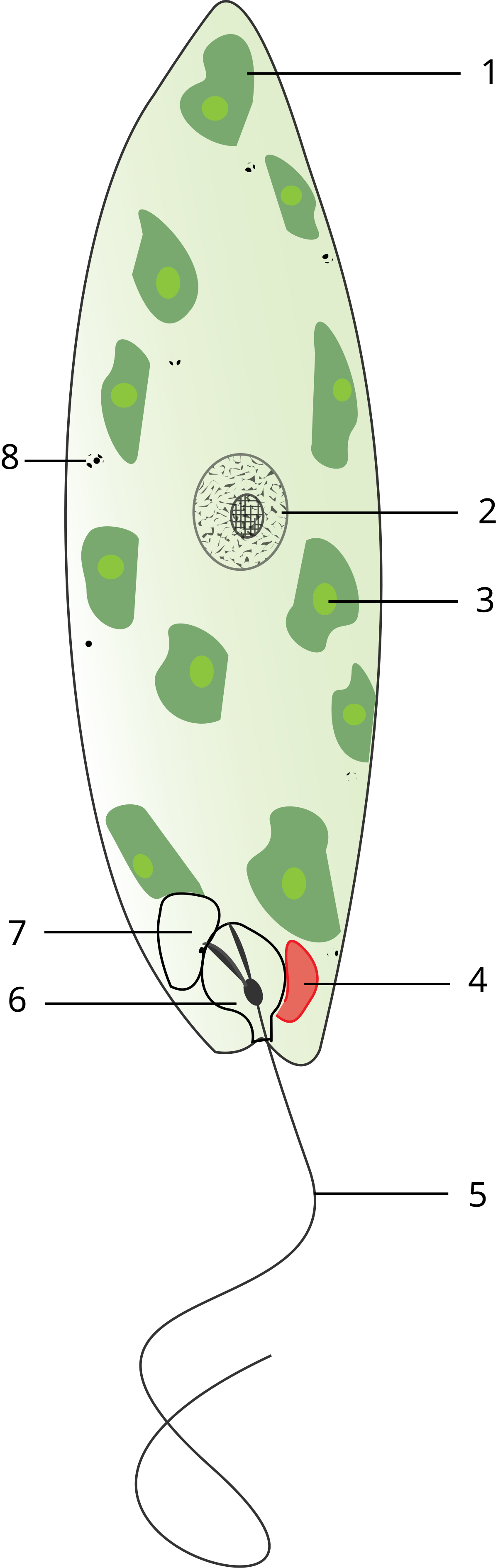 1200px Euglena gracilis.svg