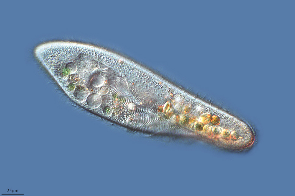 Деление туфельки. Инфузория туфелька Paramecium caudatum. Одноклеточные инфузория туфелька. Одноклеточные организмы инфузория туфелька. Инфузория Парамециум.