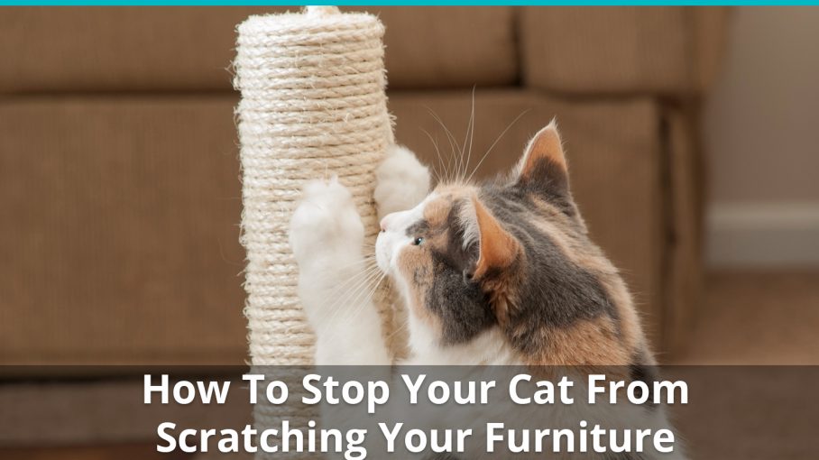 how to stop cat scratching furniture