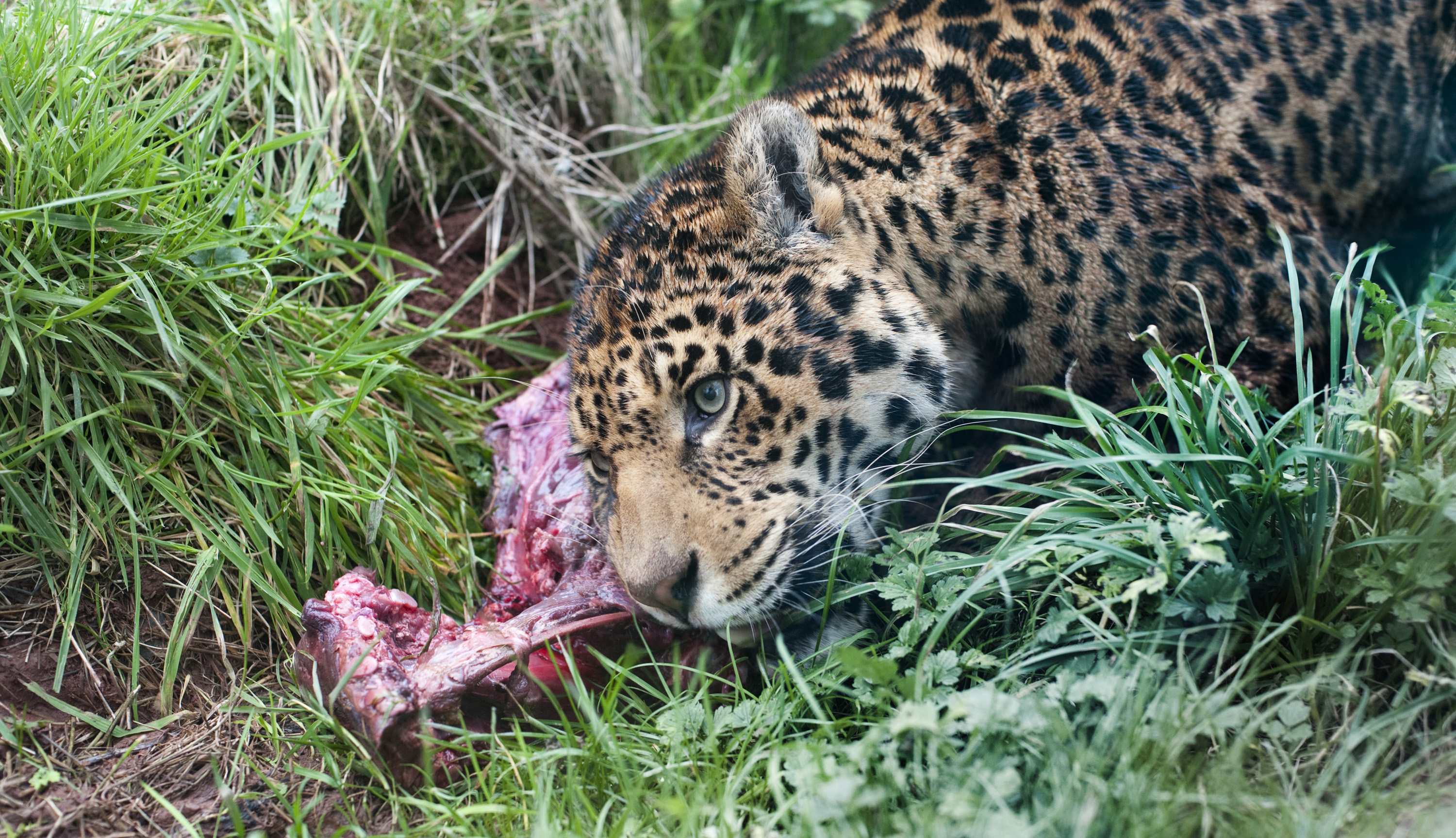 Прожорливый хищник. Переднеазиатский леопард на охоте. Дальневосточный леопард питание. Амурский леопард питание.