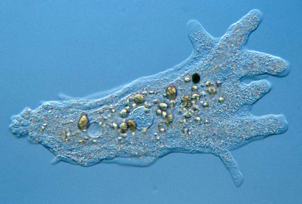 амеба обыкновенная под микроскопом